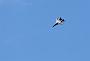 161 MIG-29  Polish Air Force